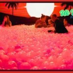 Dopamine Land Complete Visitor Guide And Experience Overview