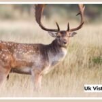 Fallow Deer Facts Features and Natural Habitat Explained