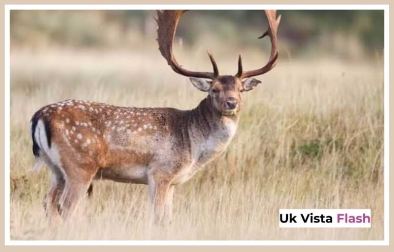 Fallow Deer Facts Features and Natural Habitat Explained Fallow Deer Facts Features and Natural Habitat Explained