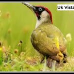 Woodpecker UK Wildlife Guide Species Habitats and Sightings