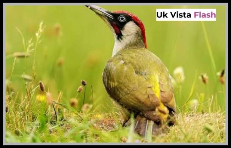 Woodpecker UK Wildlife Guide Species Habitats and Sightings Woodpecker UK Wildlife Guide Species Habitats and Sightings